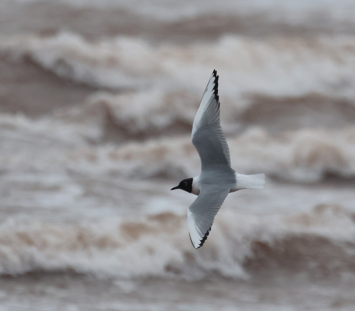 Bonaparte's Gull - ML618264489