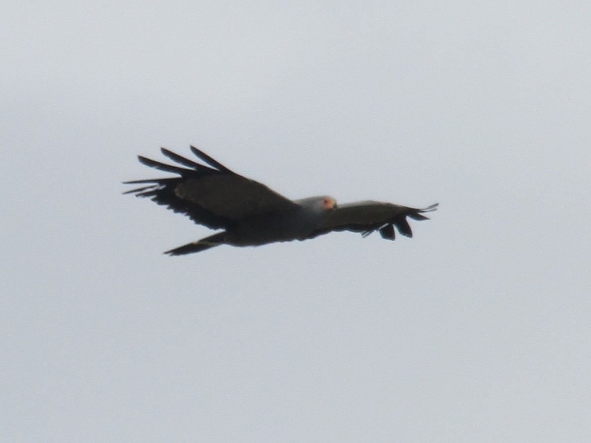 African Harrier-Hawk - Gareth Bain