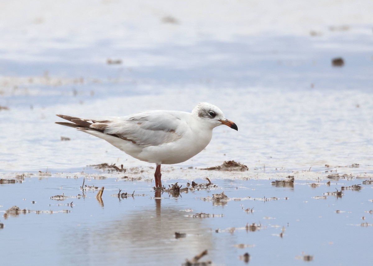 Mediterranean Gull - Jesus Carrion Piquer