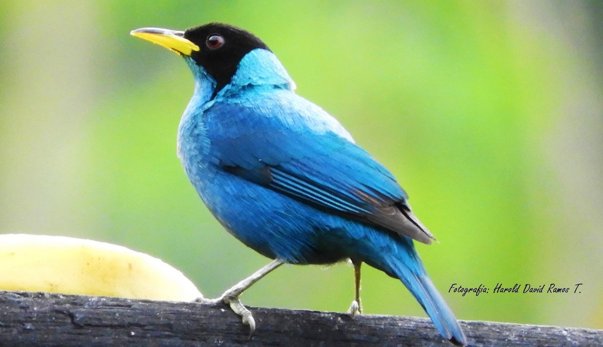 Green Honeycreeper - Harold Ramos Torres