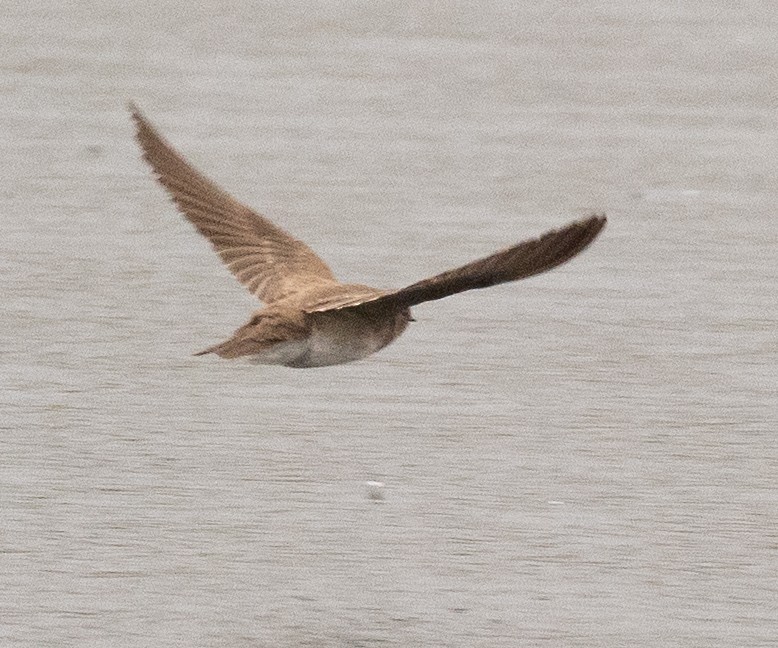 Northern Rough-winged Swallow - Colin Clasen