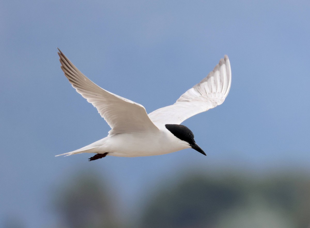 Gull-billed Tern - Jesus Carrion Piquer