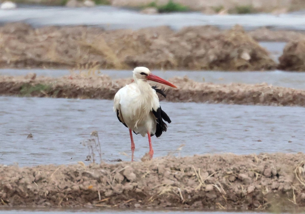 White Stork - ML618264524