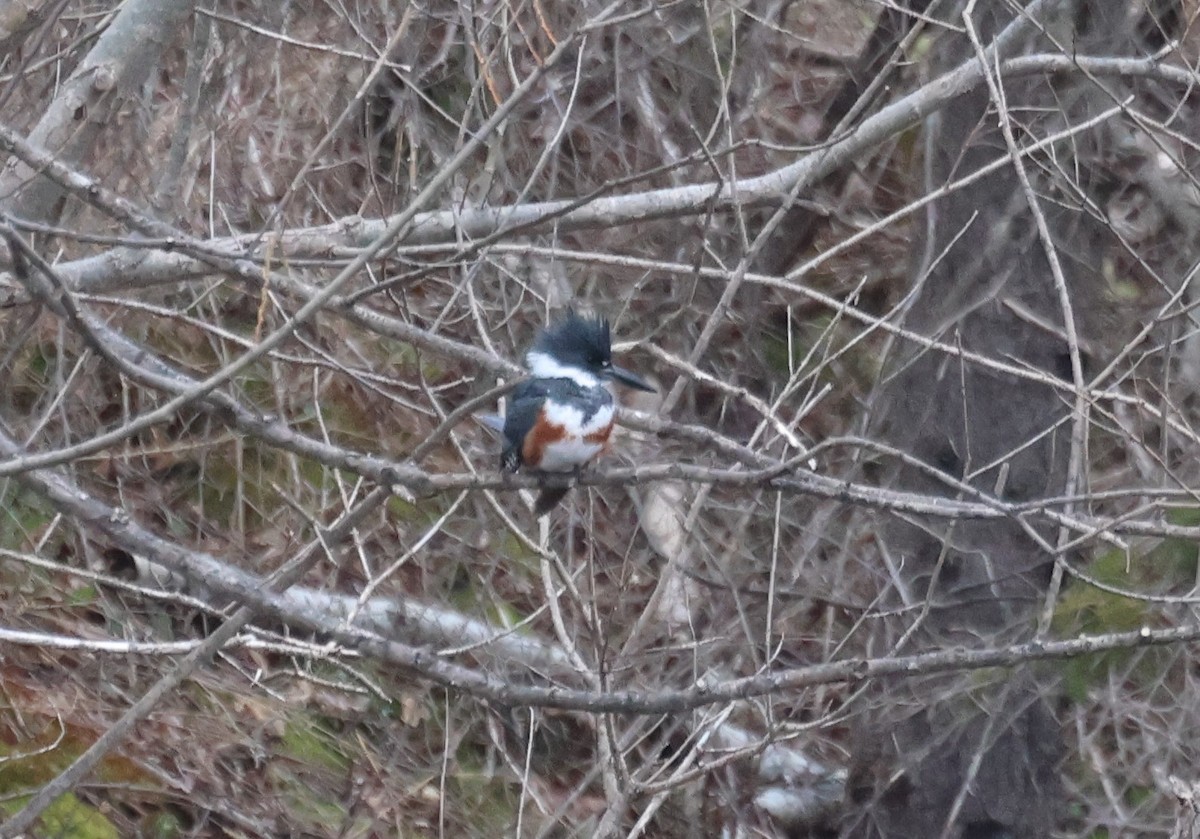 Belted Kingfisher - Ken McKenna