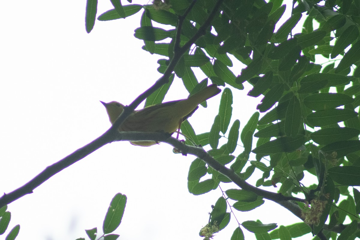 Yellow Warbler - ML618264540