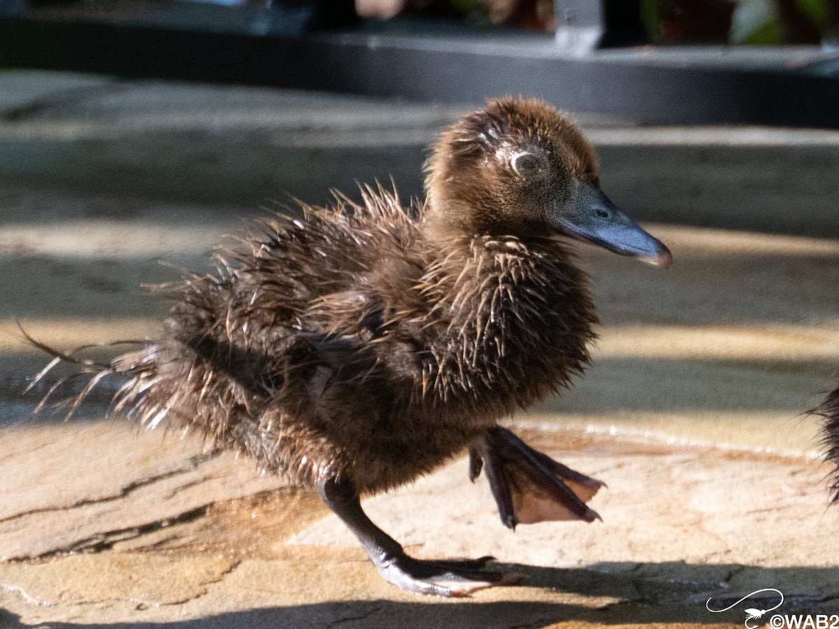 Muscovy Duck (Domestic type) - William Blodgett Jr.