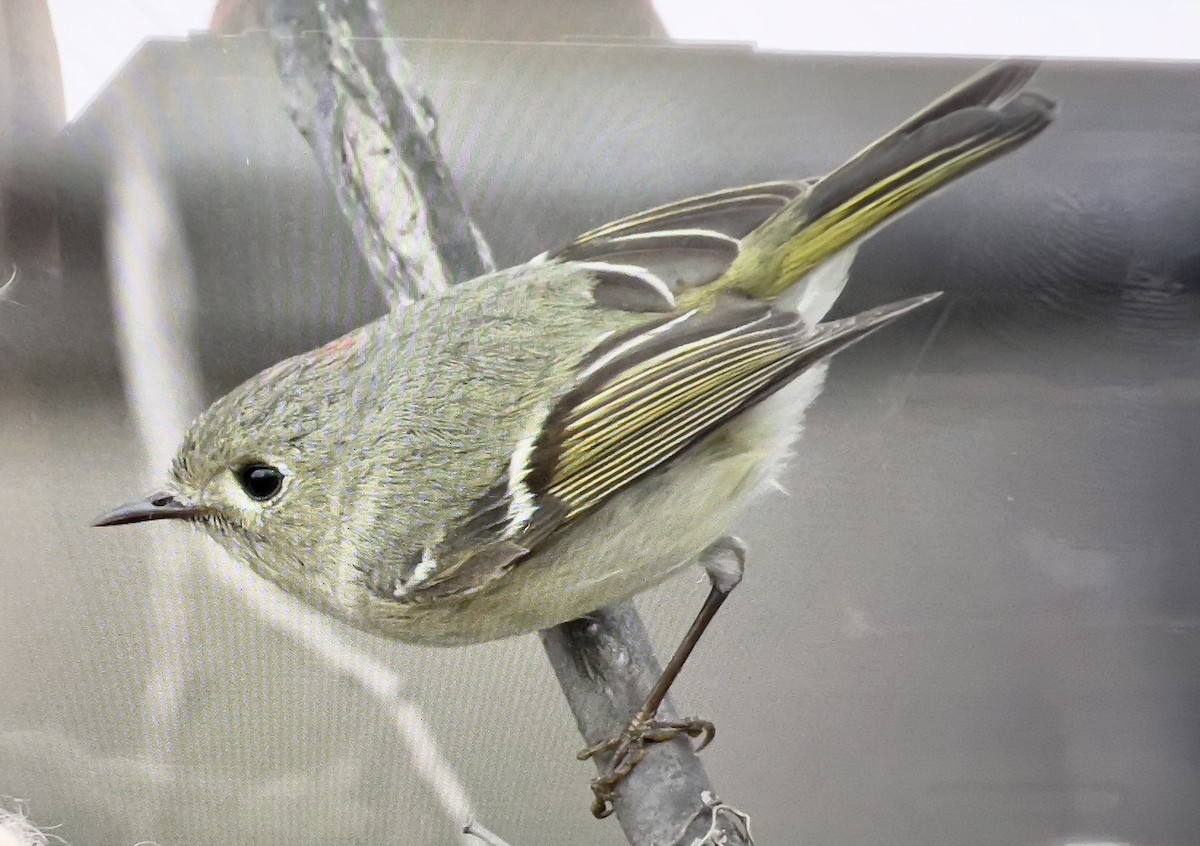 Ruby-crowned Kinglet - Always An Adventure Inc. Team