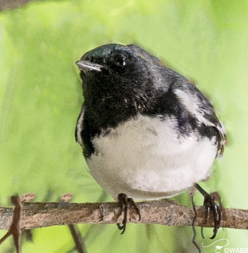 American Redstart - ML618264569