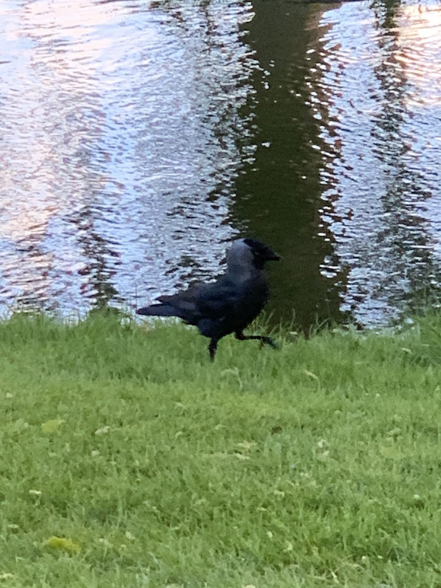 Eurasian Jackdaw - The Bird kid