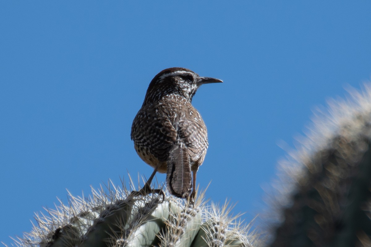 Cactus Wren - Rie & Matt