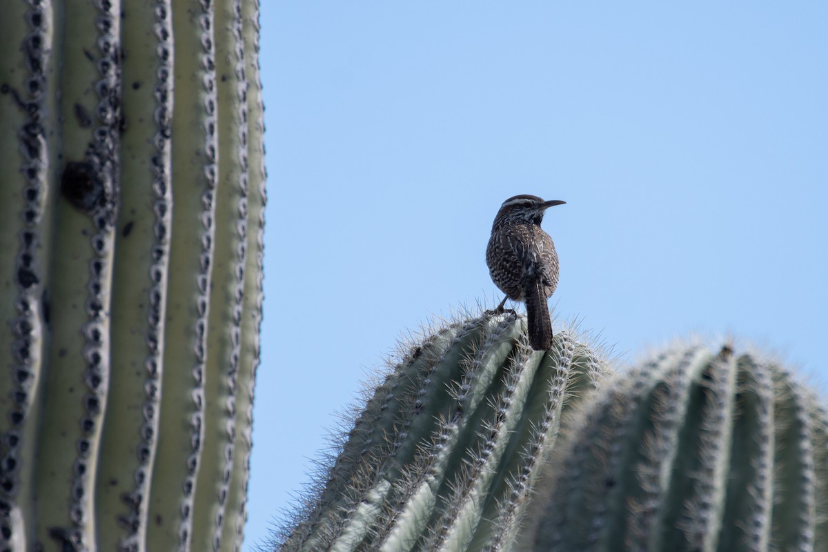 Cactus Wren - Rie & Matt