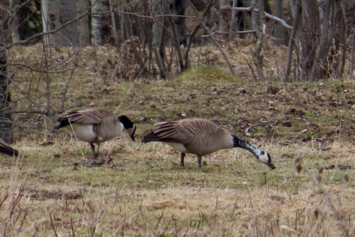 Canada Goose - Sylvie Gagnon