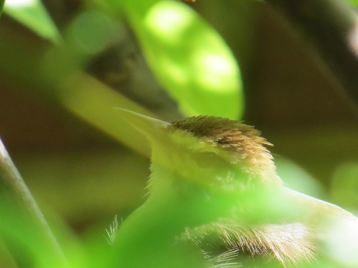 Swainson's Warbler - ML618264624