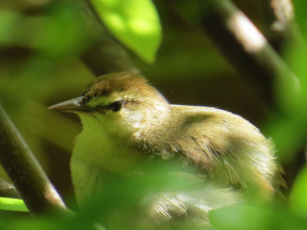 Swainson's Warbler - ML618264626