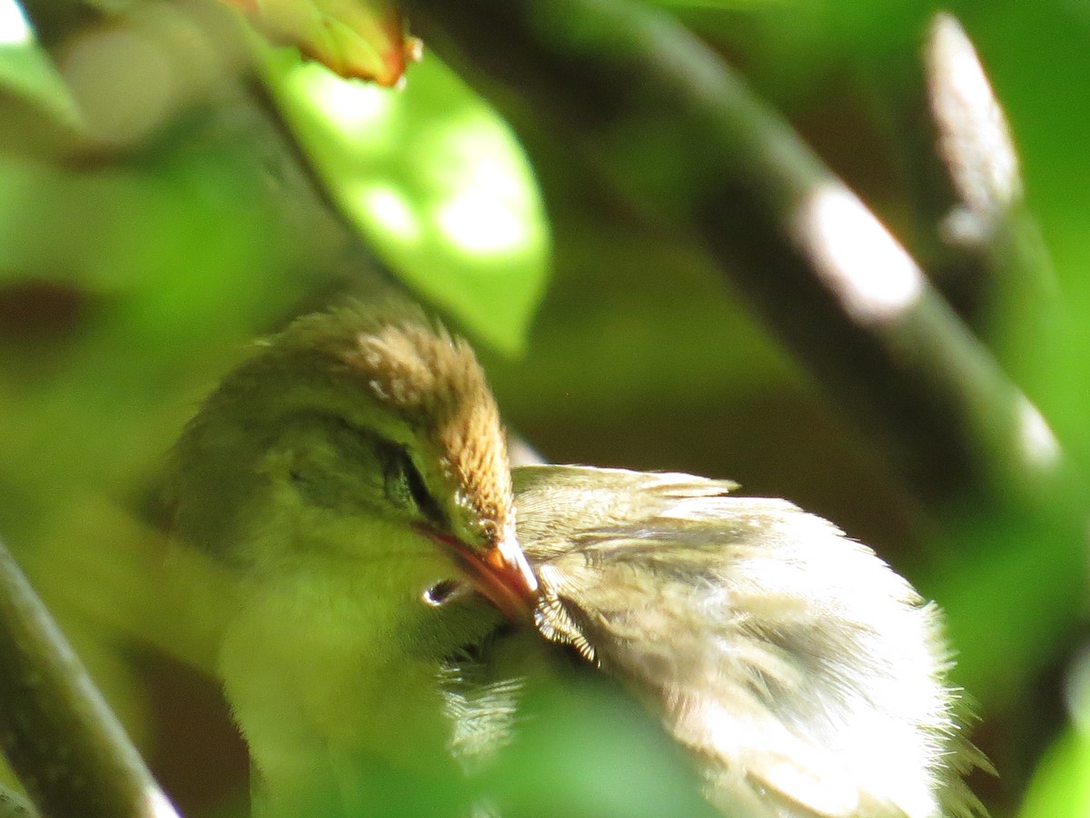 Swainson's Warbler - ML618264627