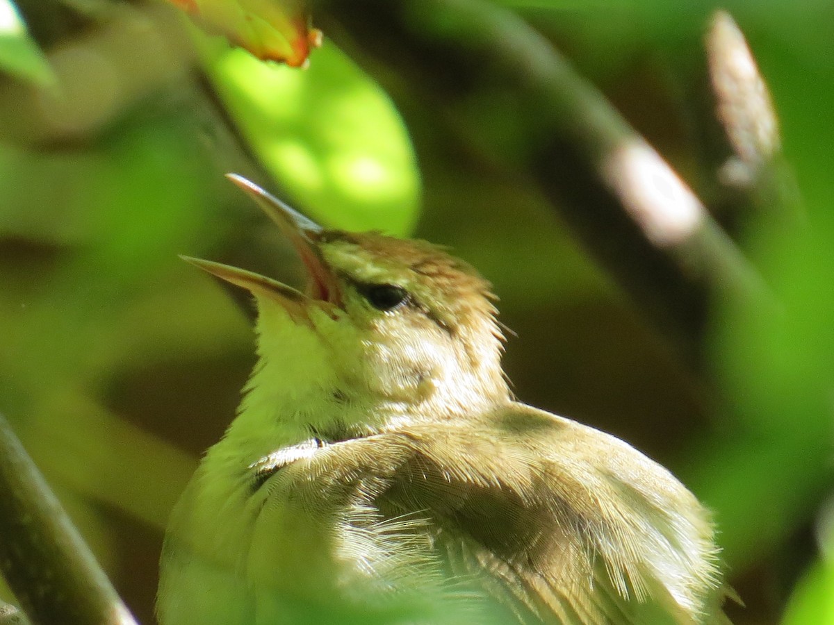 Swainson's Warbler - ML618264628