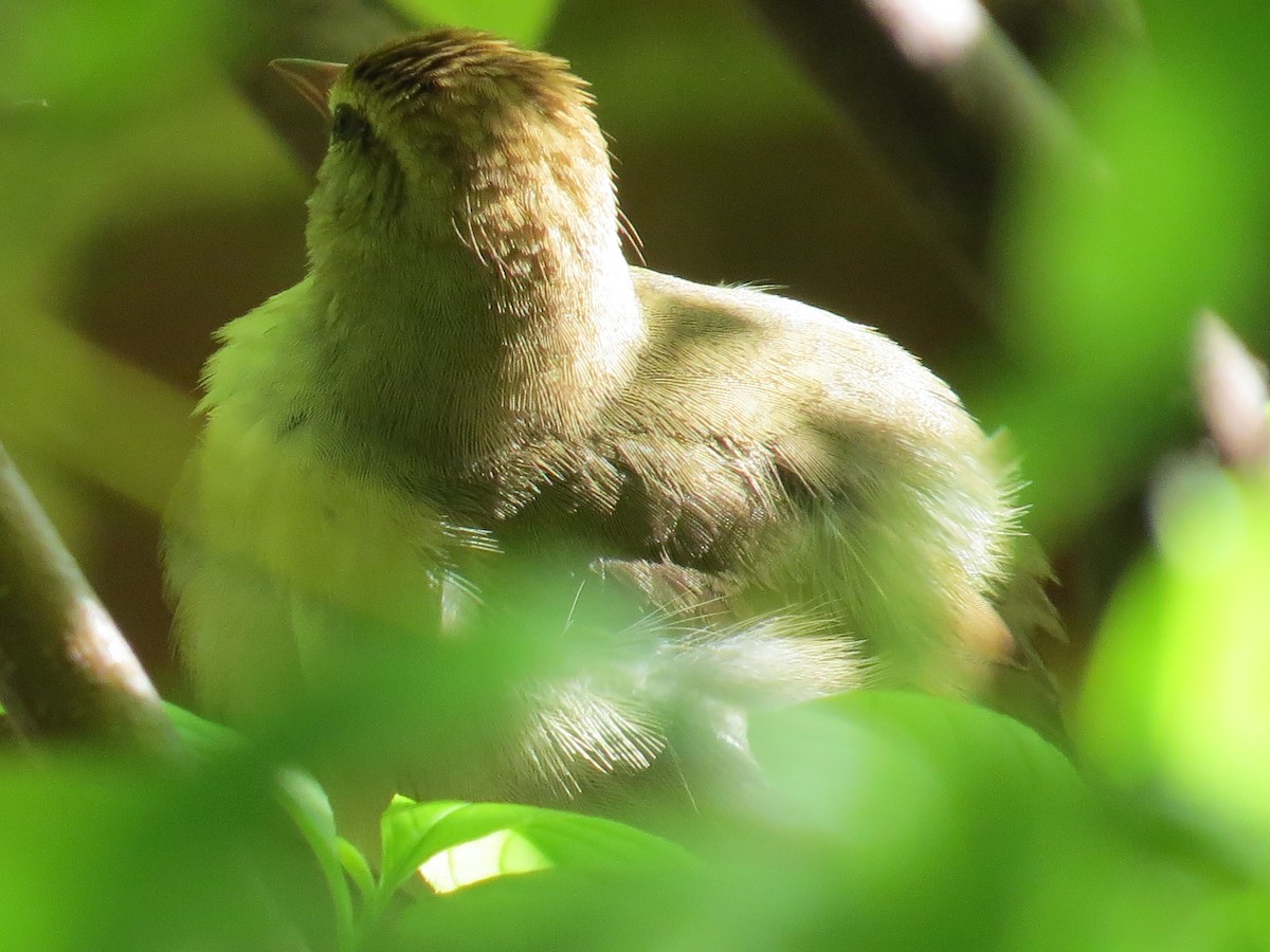 Swainson's Warbler - ML618264629