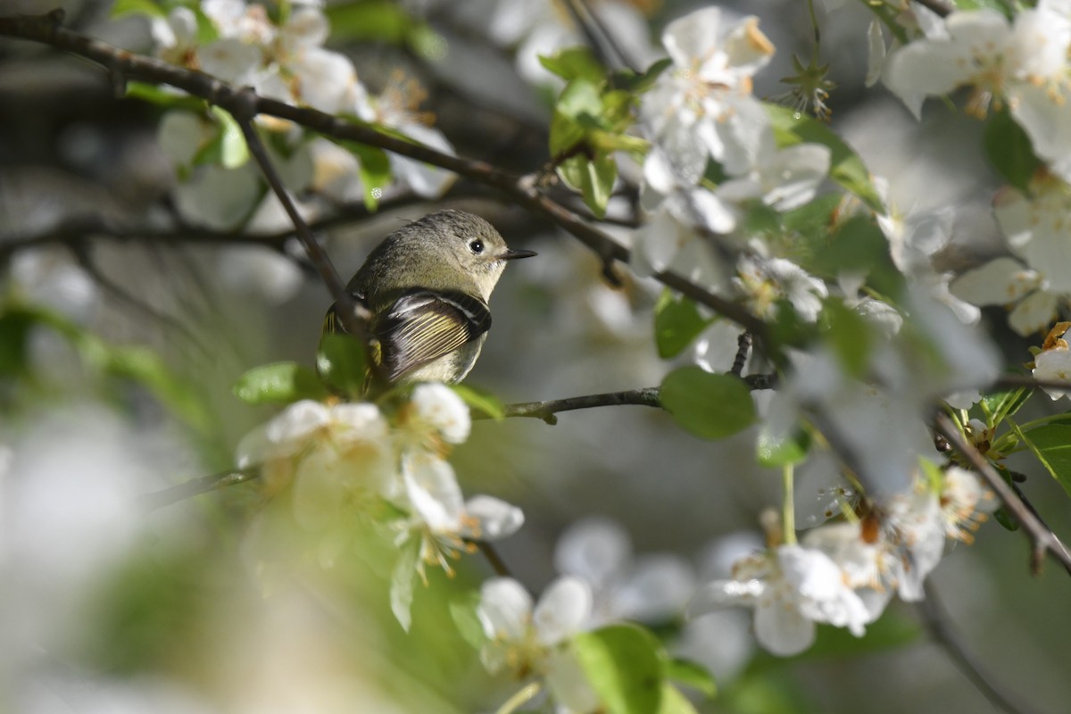 Ruby-crowned Kinglet - Kazumi Ohira