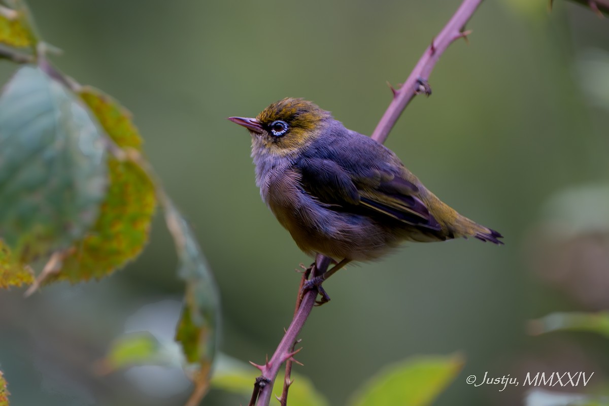 Silvereye - juliana low