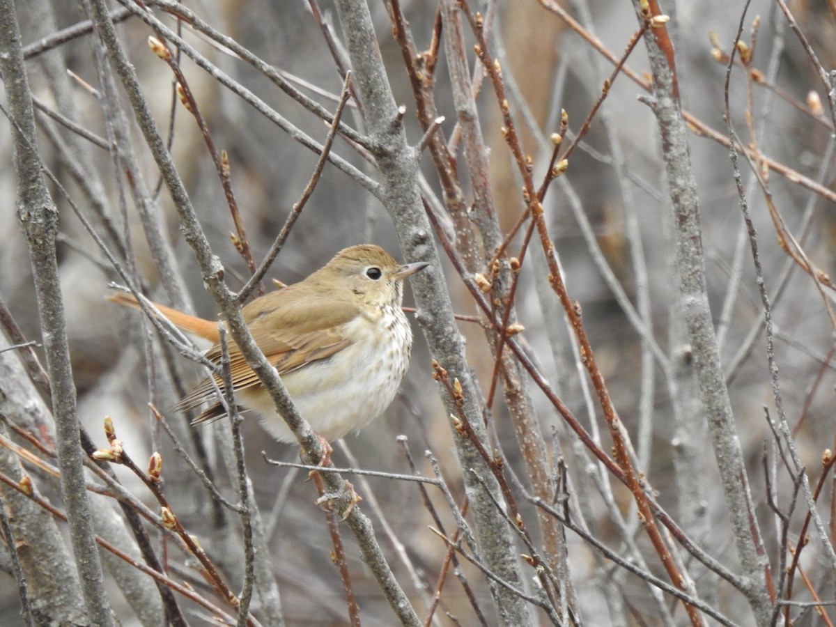 Hermit Thrush - Marc LeBlanc