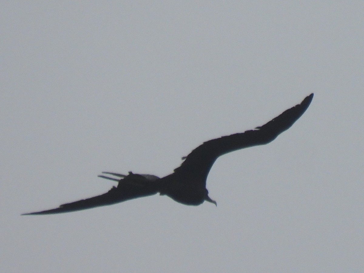 Magnificent Frigatebird - Marie Asscherick