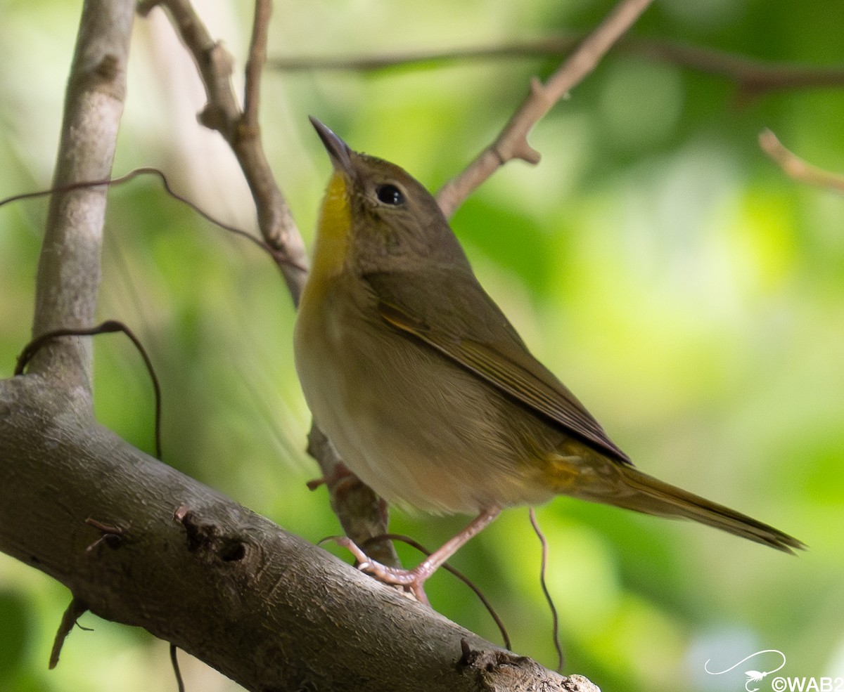 Common Yellowthroat - ML618264696