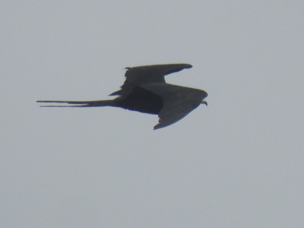 Magnificent Frigatebird - Marie Asscherick