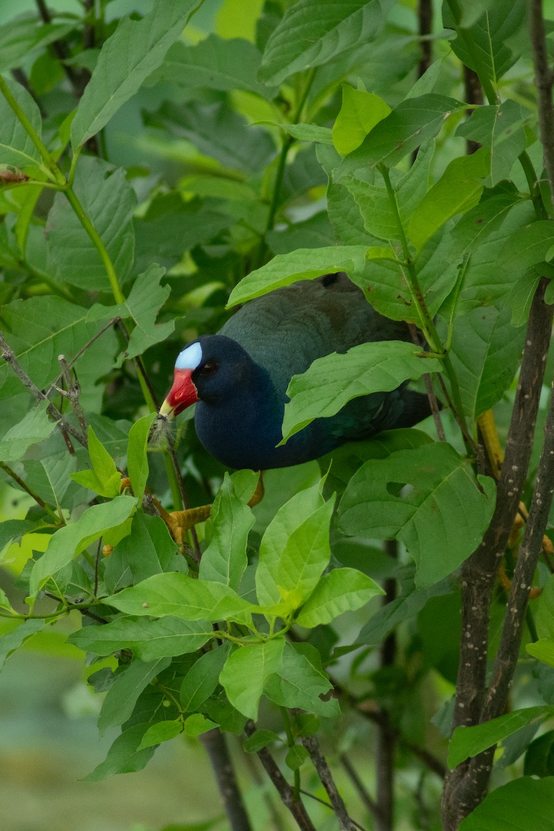 Purple Gallinule - ML618264707