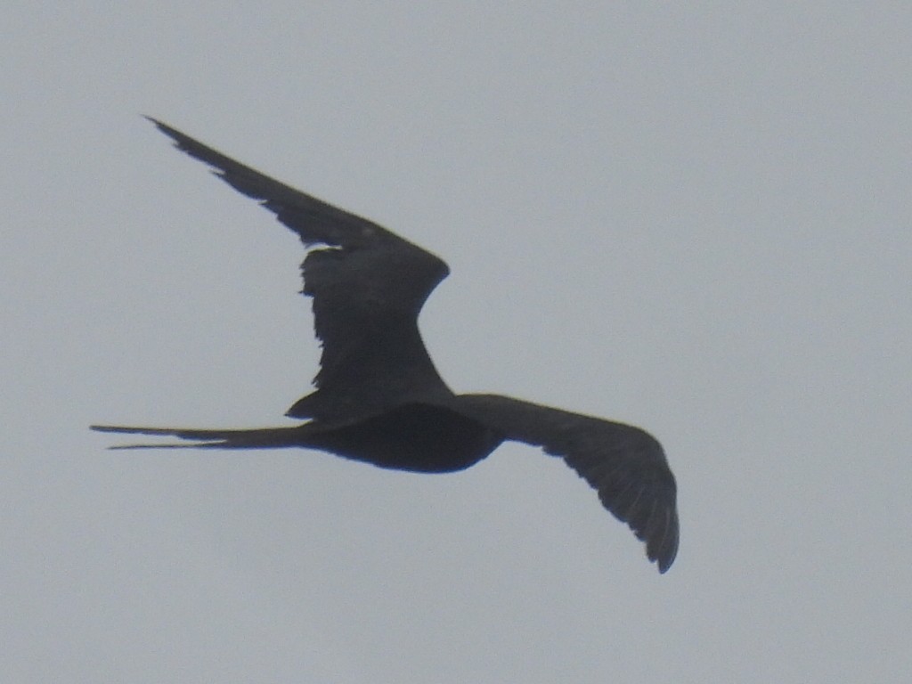 Magnificent Frigatebird - Marie Asscherick