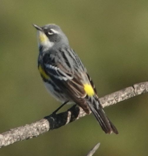 Yellow-rumped Warbler (Myrtle x Audubon's) - Brad Rumble