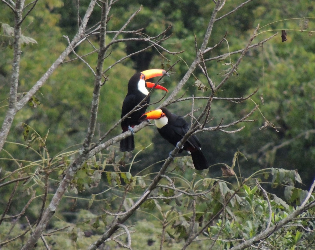 Toco Toucan - María Teresa González García