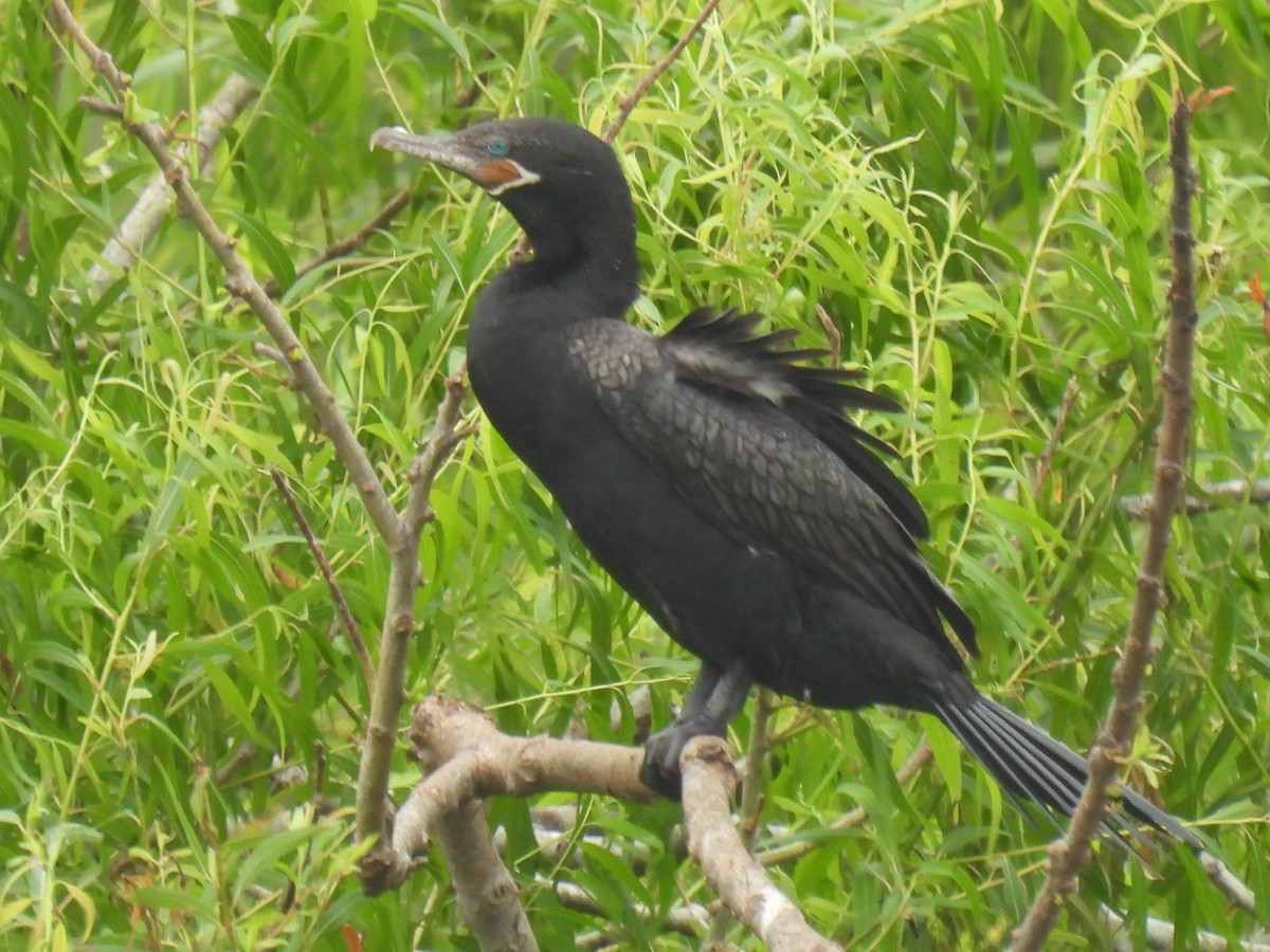 Neotropic Cormorant - Marie Asscherick