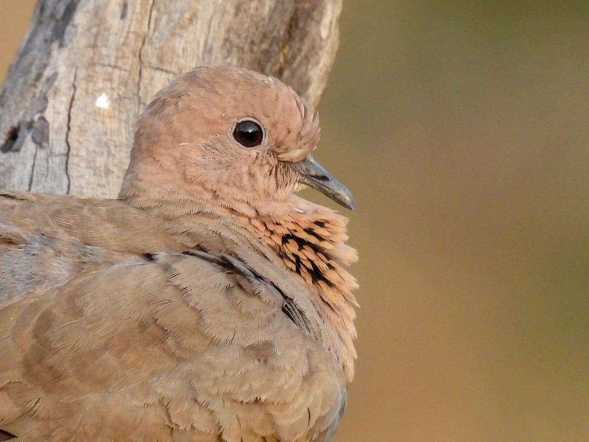 Laughing Dove - Ramesh Desai