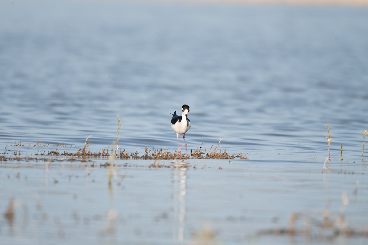 Black-necked Stilt - ML618264760