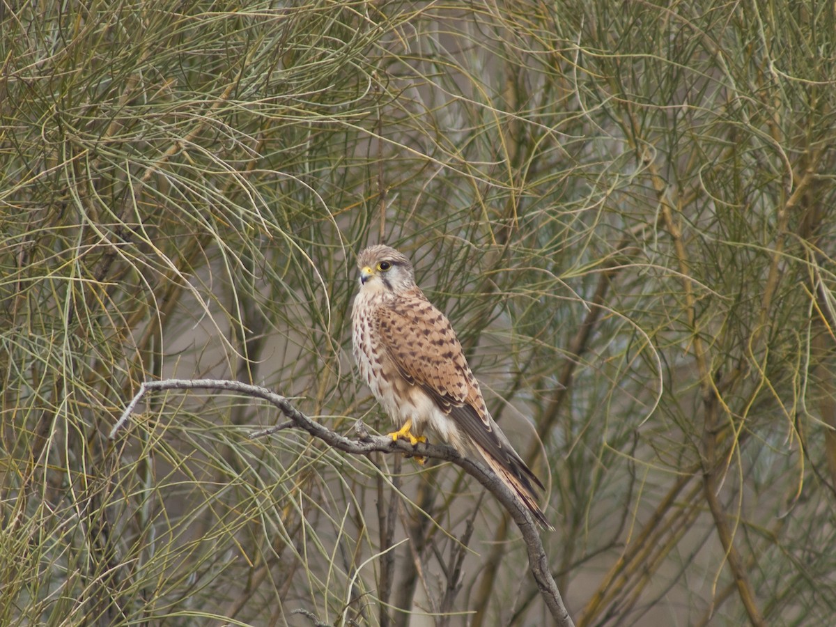 Eurasian Kestrel - José María Paraíso Hernández