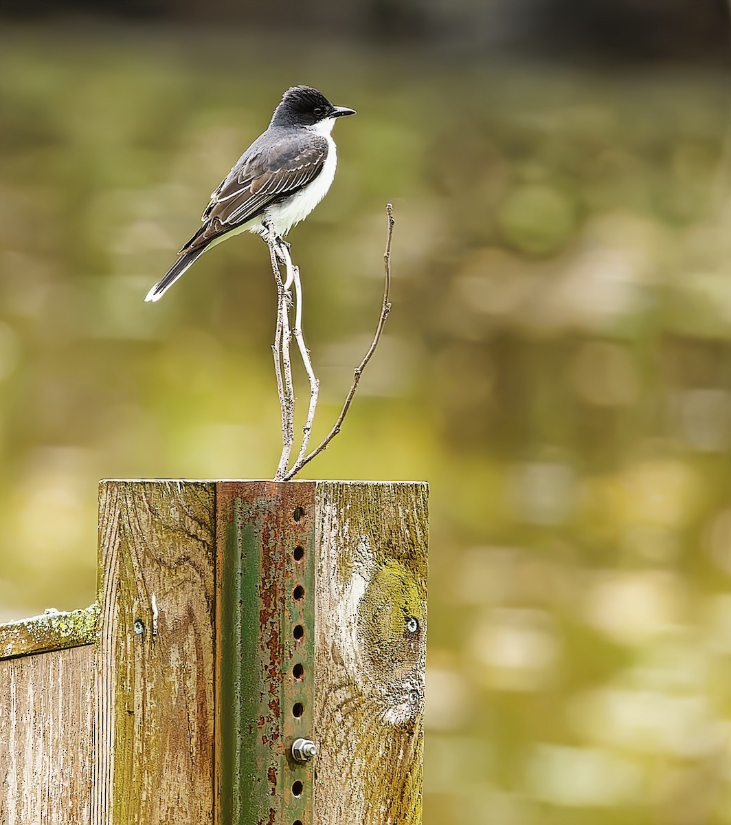 Eastern Kingbird - Becki Guy