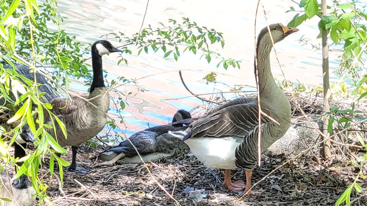 Domestic goose sp. (Domestic type) - ML618264800