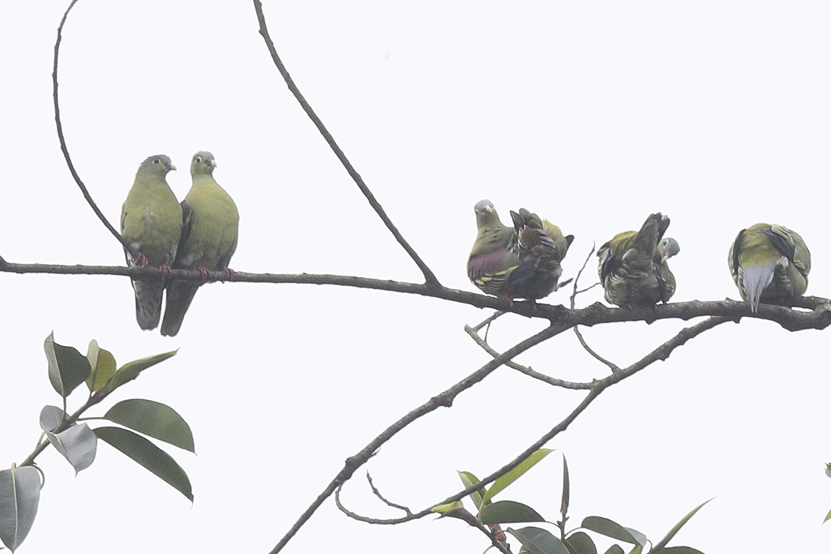 Thick-billed Green-Pigeon - ML618264828