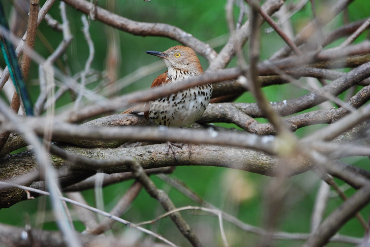 Brown Thrasher - Janet Hellner