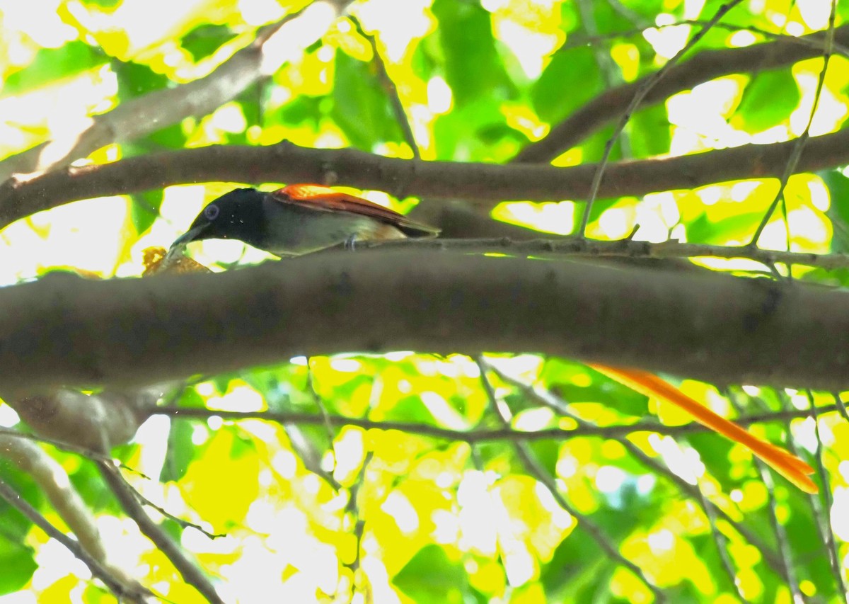 Amur Paradise-Flycatcher - Andy Lee