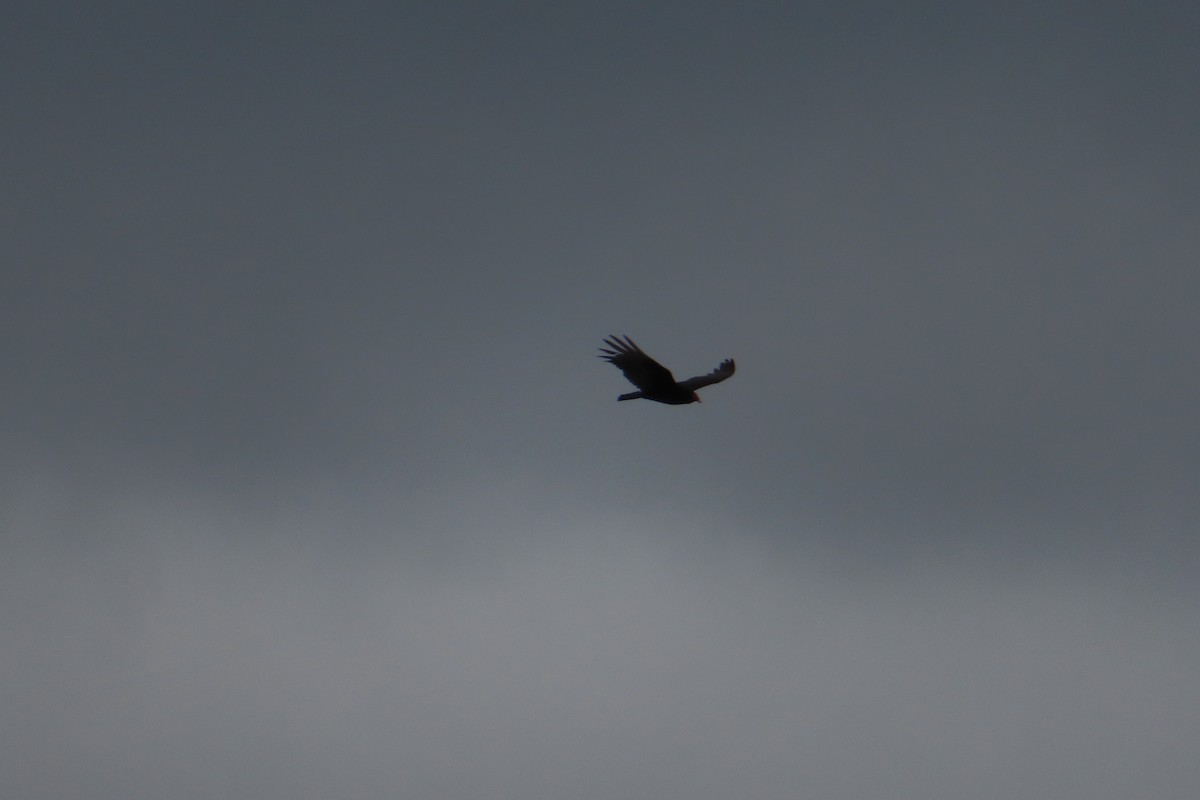 Turkey Vulture - Sylvie Gagnon