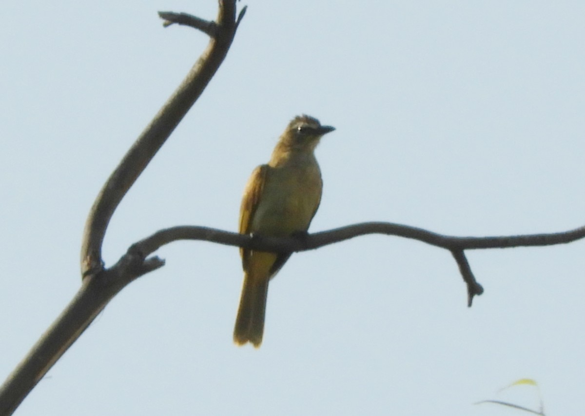 White-browed Bulbul - Manju Sinha