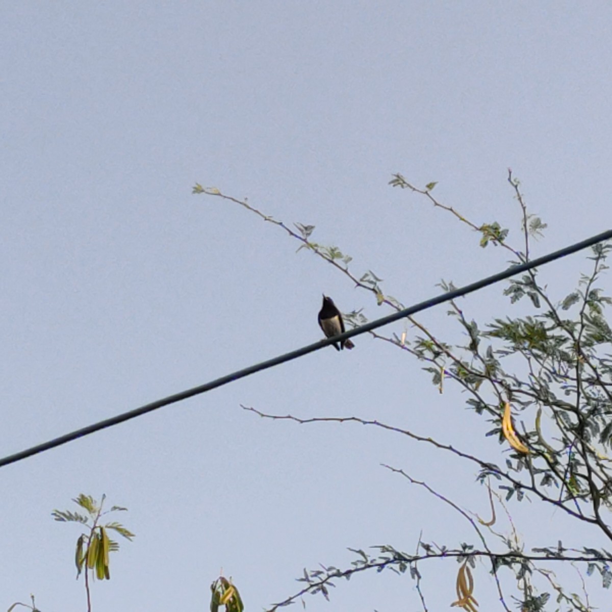 Oriental Magpie-Robin - ML618264881