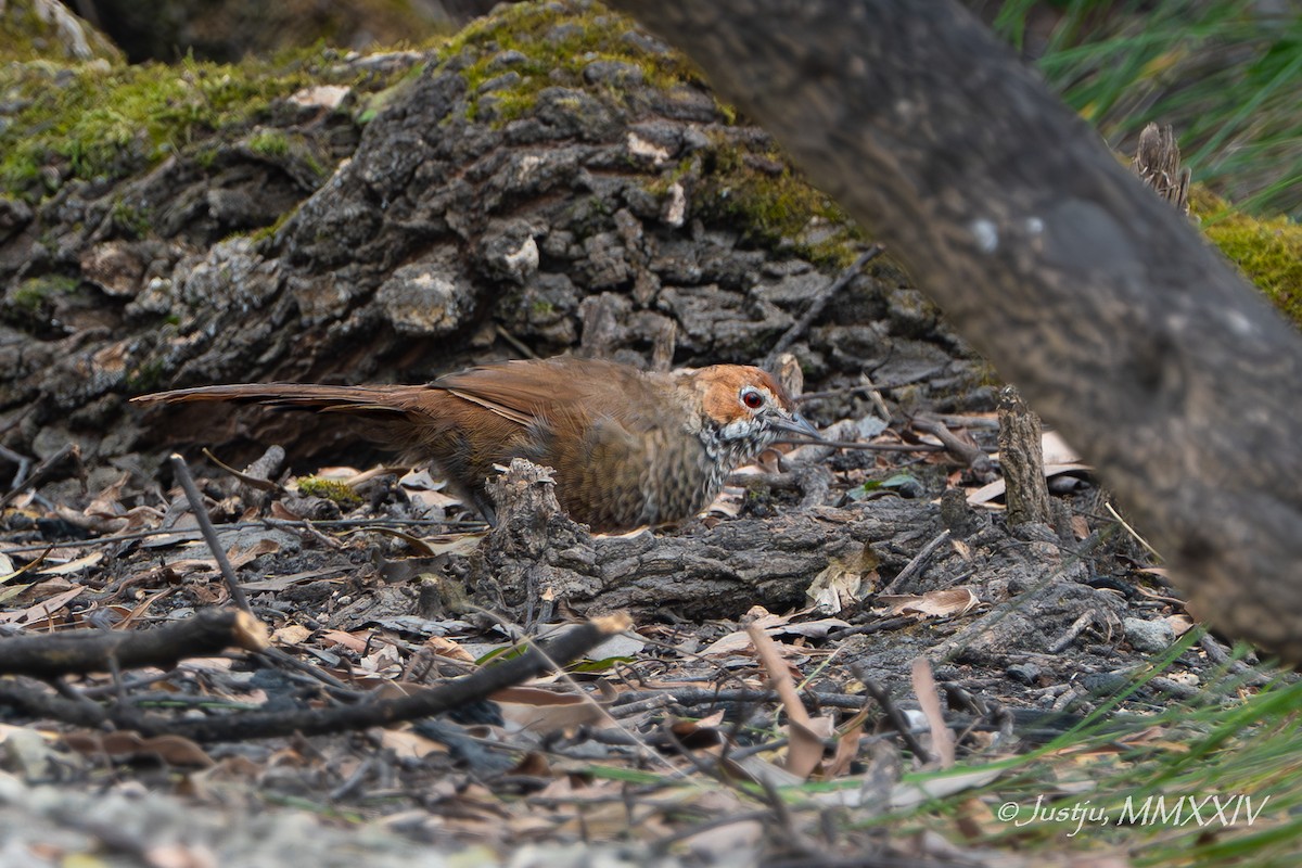 Rotkopf-Borstenvogel - ML618264883