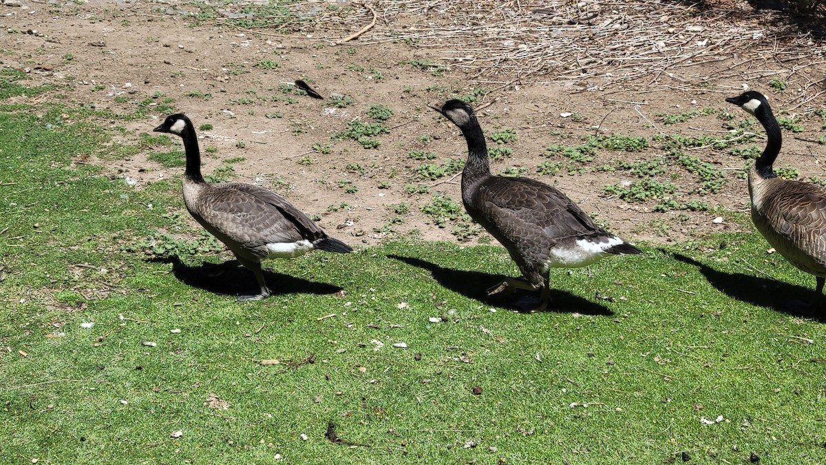 tanımsız kaz (Anser/Branta sp.) - ML618264886