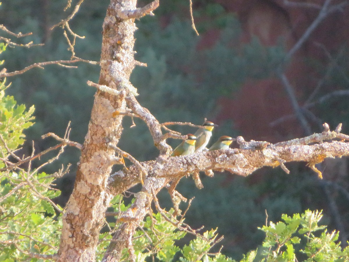 European Bee-eater - Louis Sergent