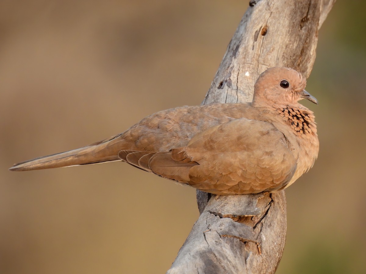 Laughing Dove - Ramesh Desai