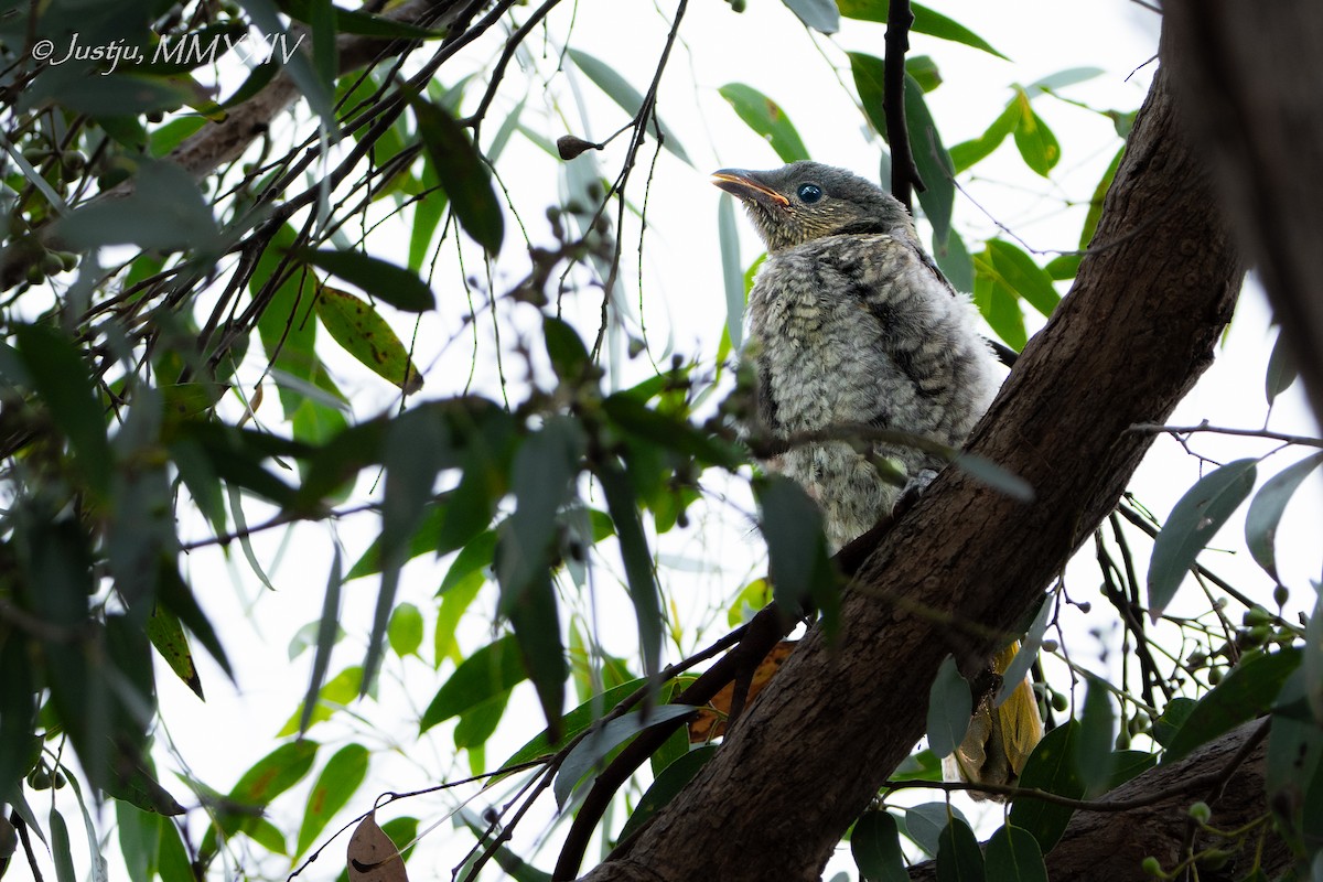 Satin Bowerbird - ML618264898