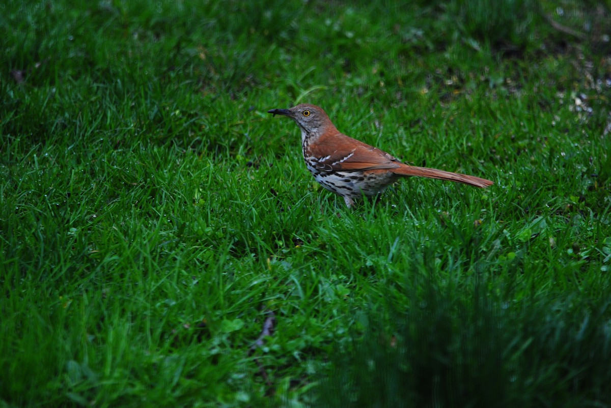 Brown Thrasher - Janet Hellner