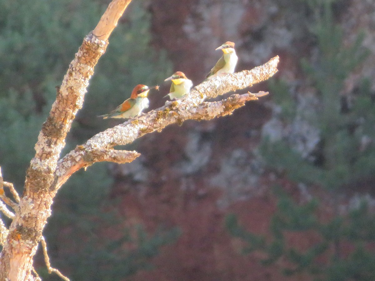 European Bee-eater - ML618264912